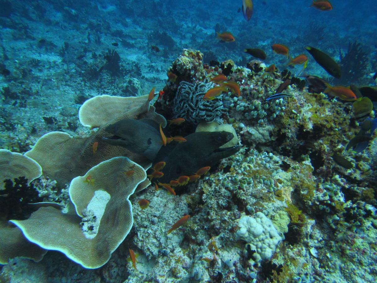منتجع امبودو فيليدج Embudu Island المظهر الخارجي الصورة