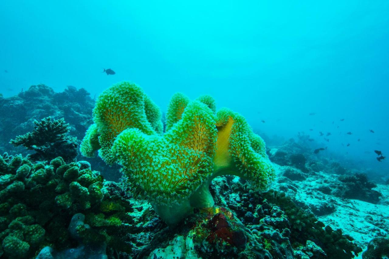منتجع امبودو فيليدج Embudu Island المظهر الخارجي الصورة